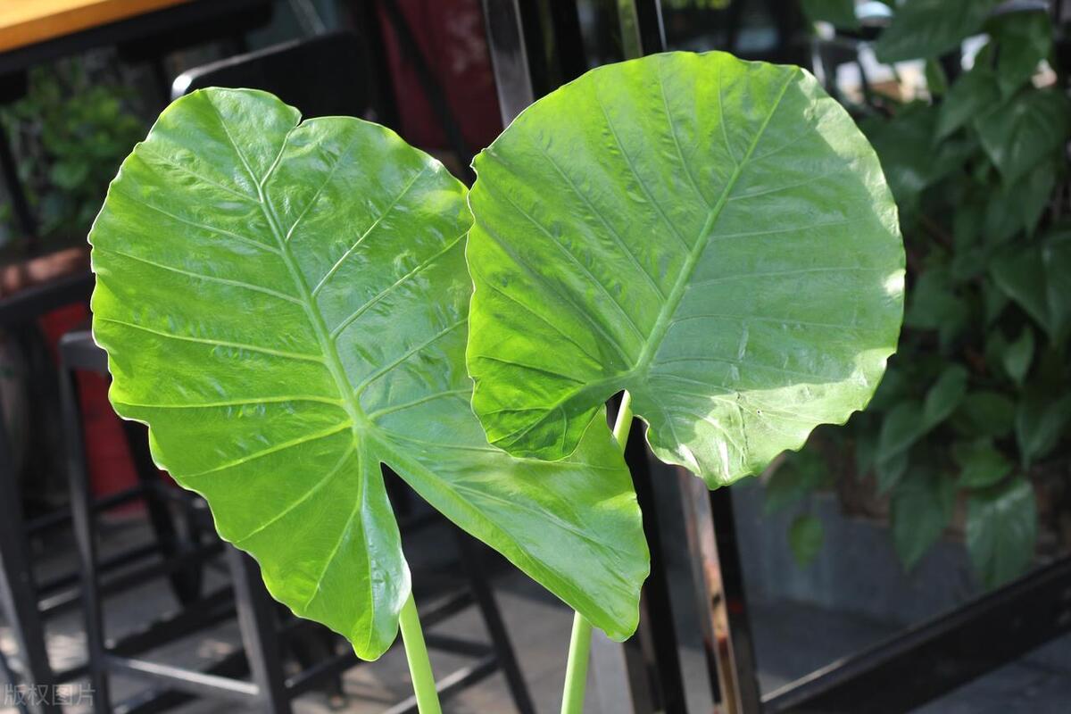 滴水观音的根烂了怎么办,滴水观音烂根了怎么回事
