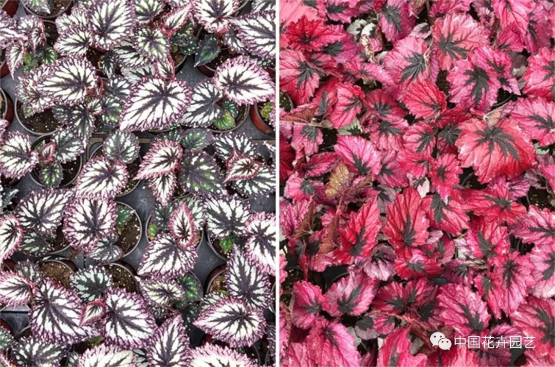 新兴的花卉盆栽,新兴花木盆景