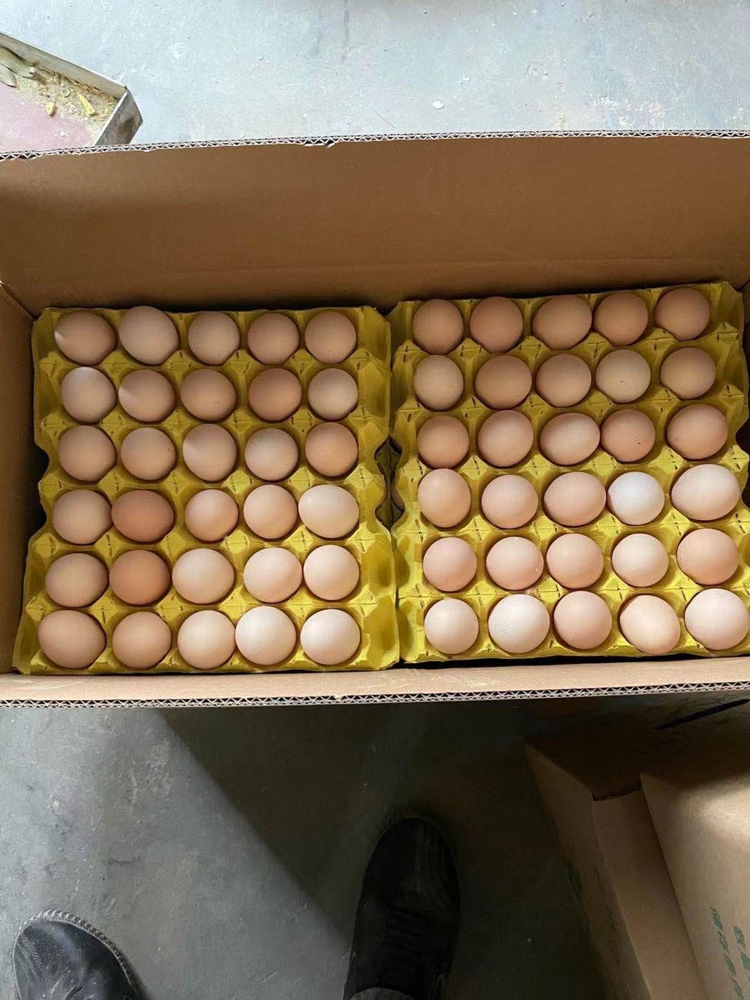 养殖鸡回收,养鸡回收