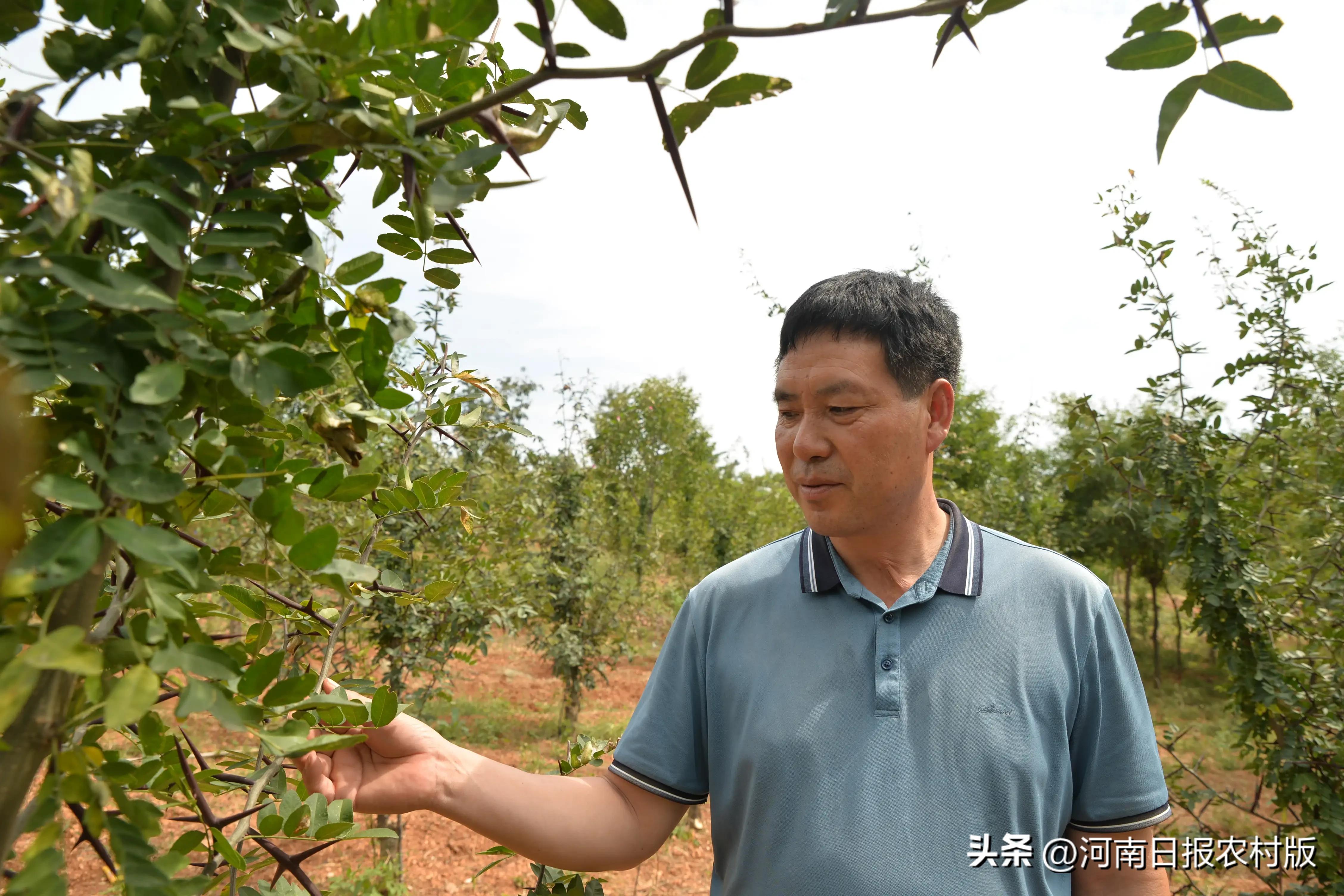 洛阳优秀乡贤—嵩县郭绍波：一根皂刺闯天下