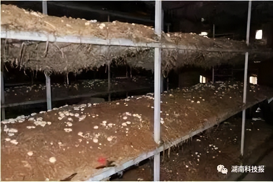 秸秆怎么处理最有销路,秸秆农民犯难怎么处理