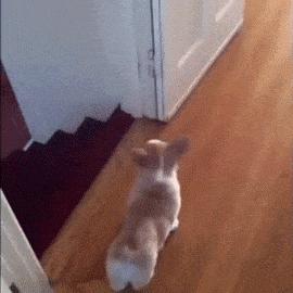 养柯基十大风险有哪些地方,养柯基十大好处和坏处