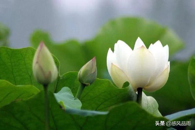 九十九朵美丽的国花送给你