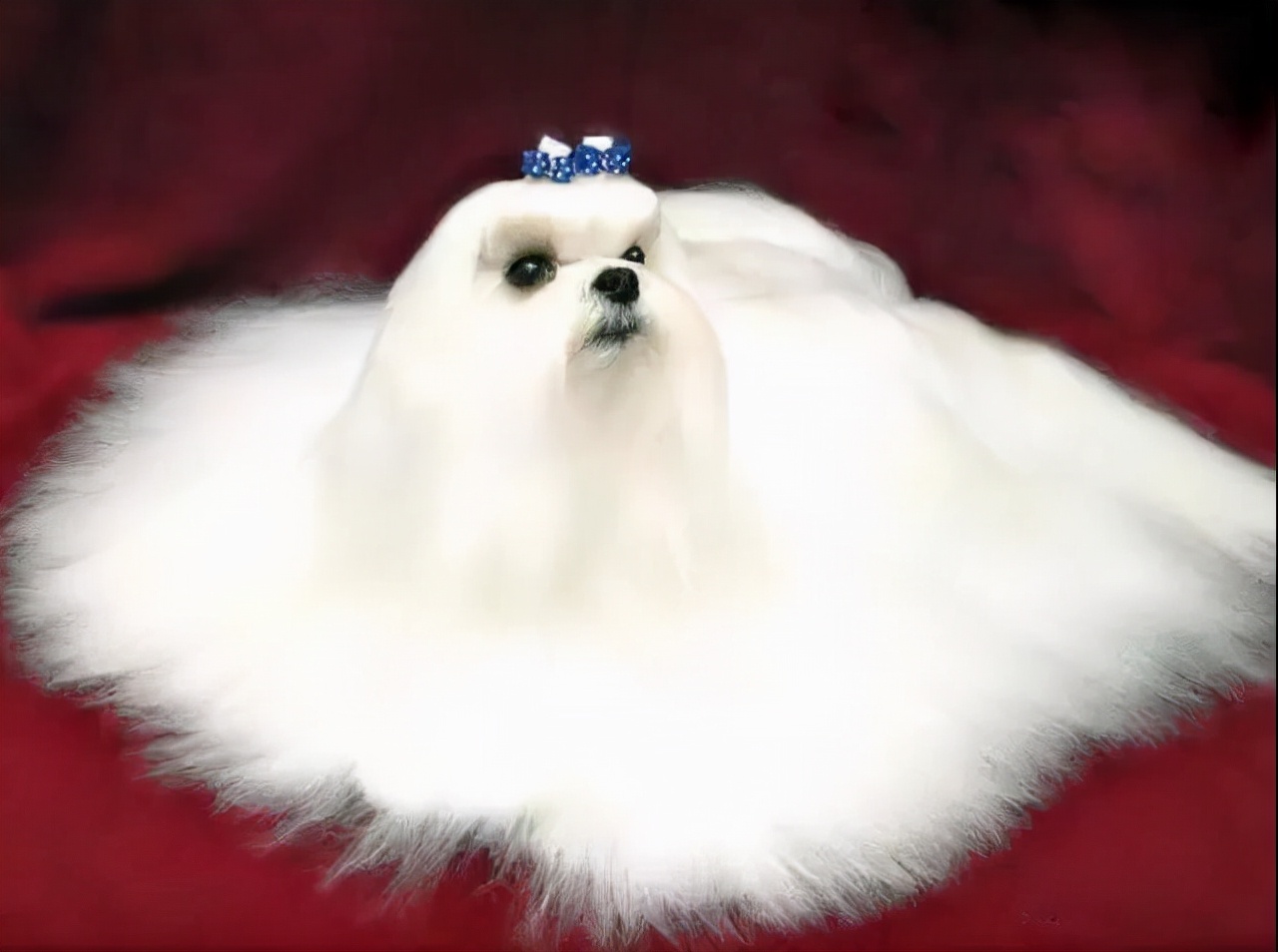 100多种名犬图片大全大图高清,100多种名犬图片大全大图