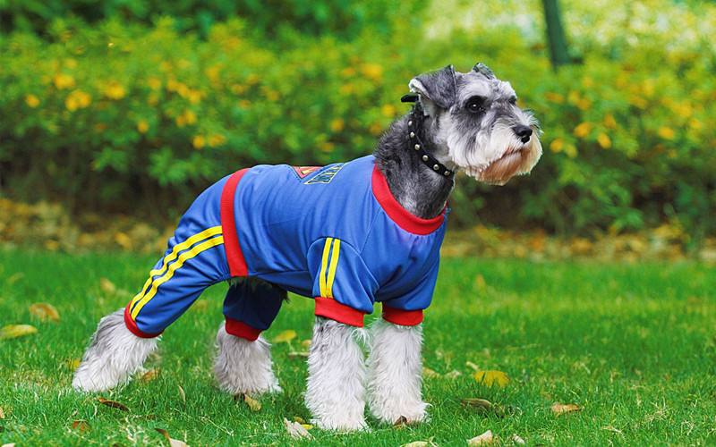 雪纳瑞总是被别的狗凶,雪纳瑞都需要注意些什么