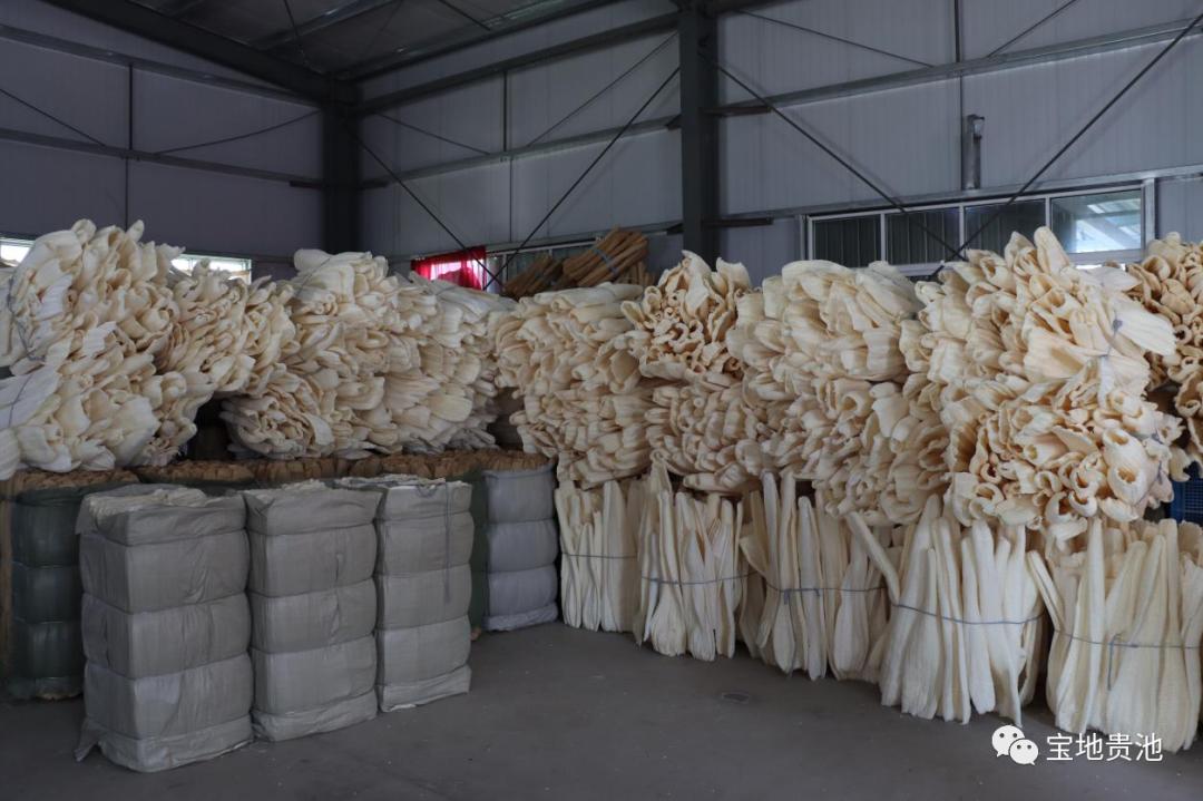 迎来丰收季,丝瓜络丰收