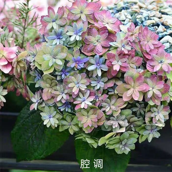 绣球花期一般多久,绣球花期后什么时候修剪