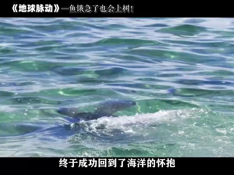 鱼被逼急了，也是会上树的！#自然