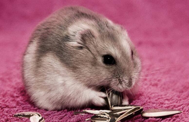 仓鼠拉稀吃什么药效果好,小仓鼠拉稀怎么办