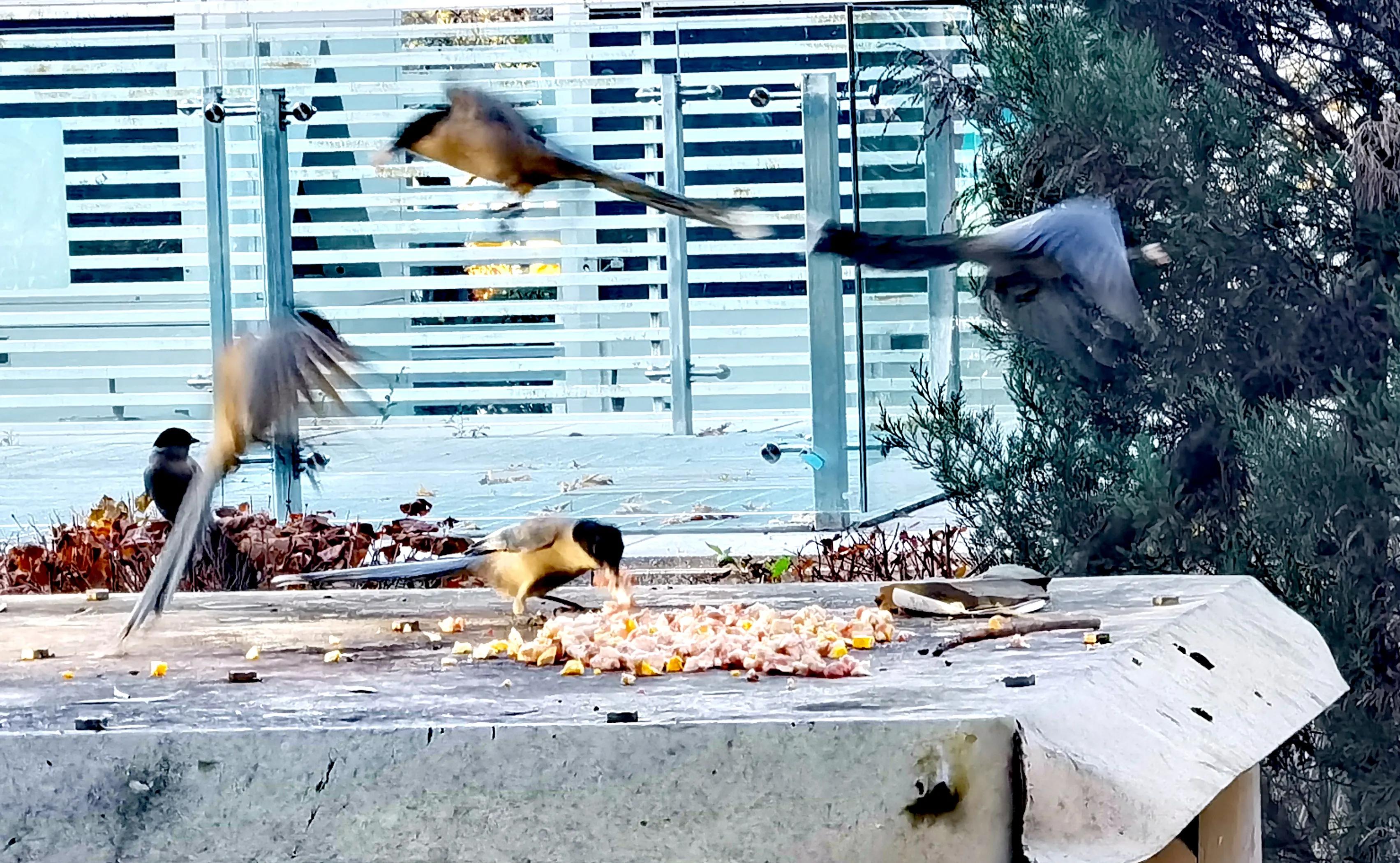 「天下奇观」喜鹊到底算什么鸟活见大妈喂喜鹊吃食真相