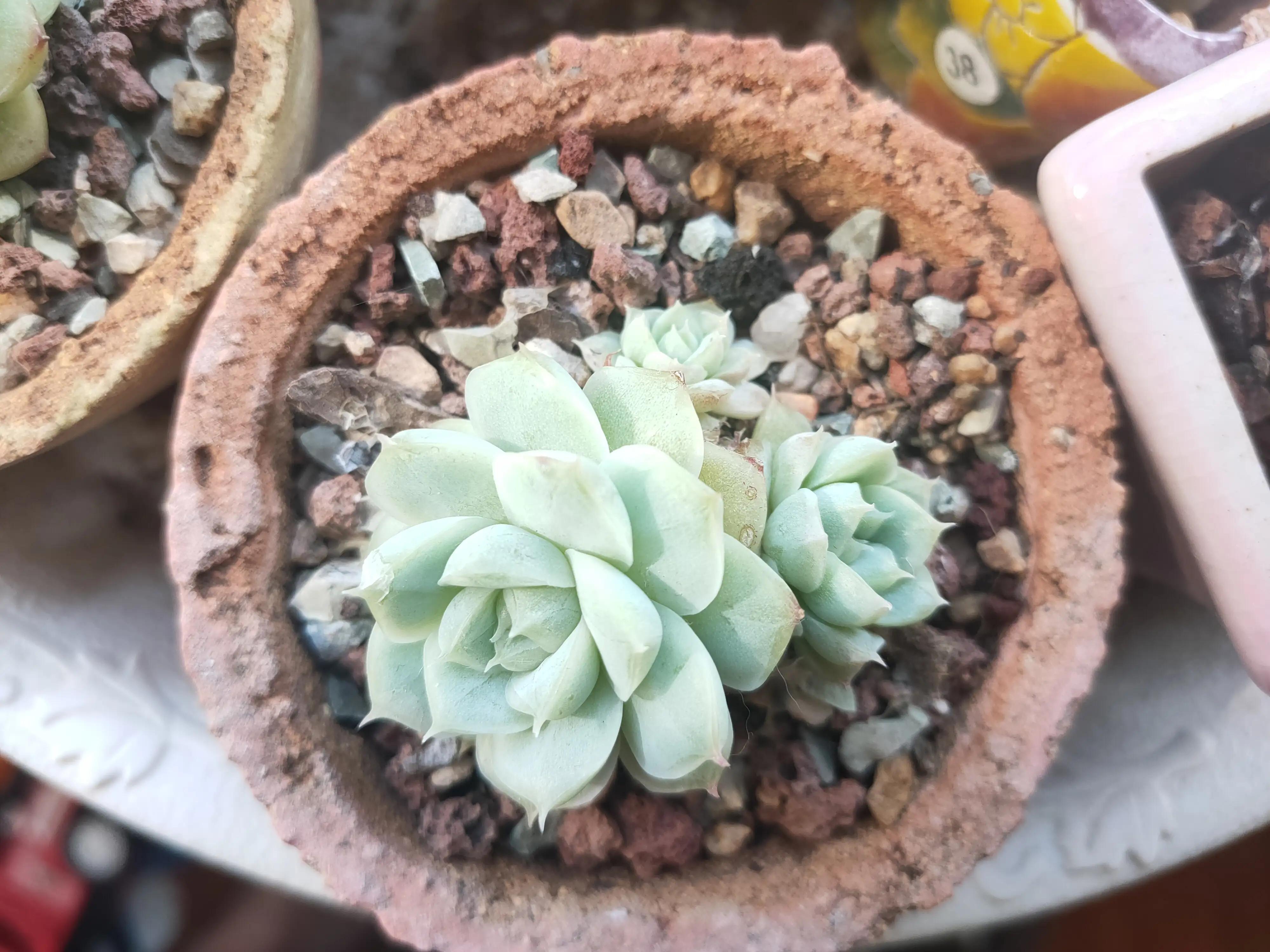 雪樱多肉韩国进口,韩国芦荟多肉品种