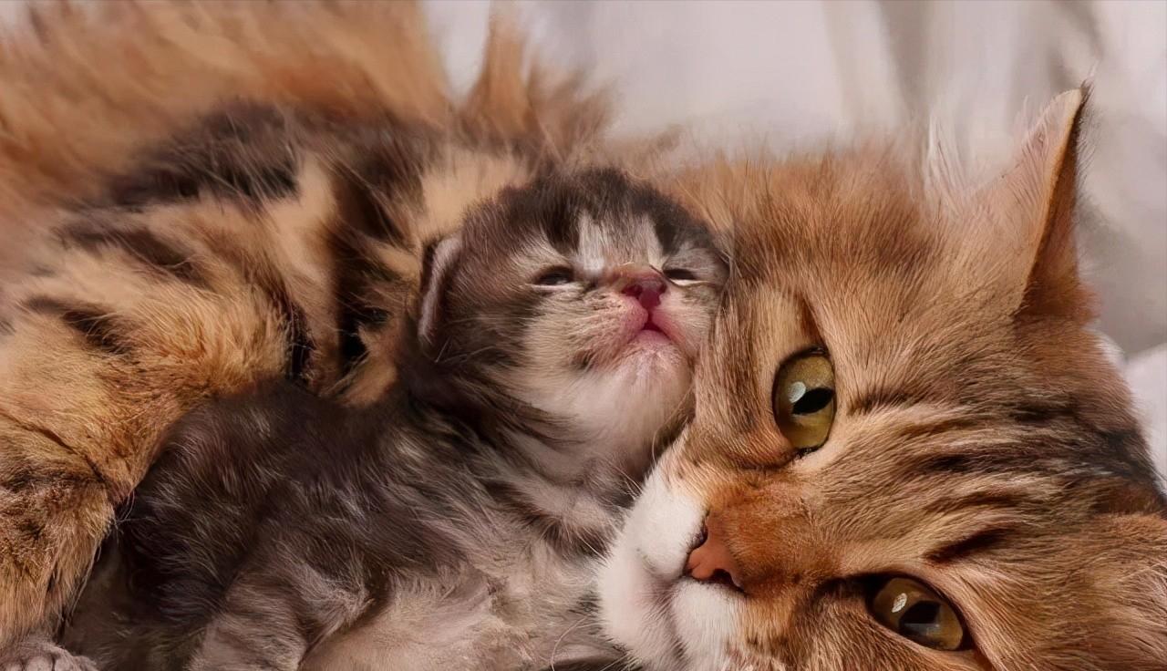 猫咪在成长期间会有哪些变化,猫咪一生性格变化