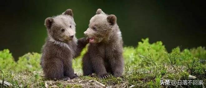 北大荒往事：猎人邻居姜叔同我讲猎杀黑熊，一个细节让他放下*器武**