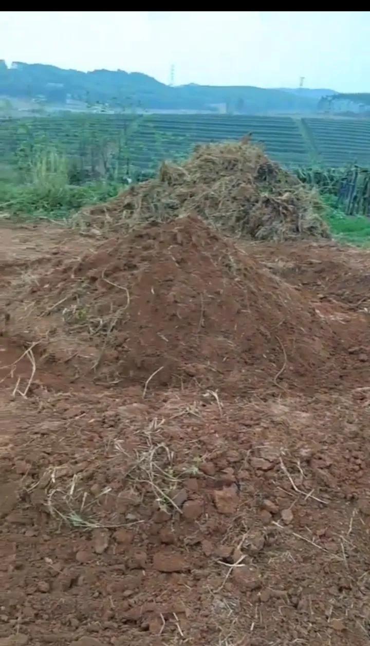 广西山歌阿五,阿五广西