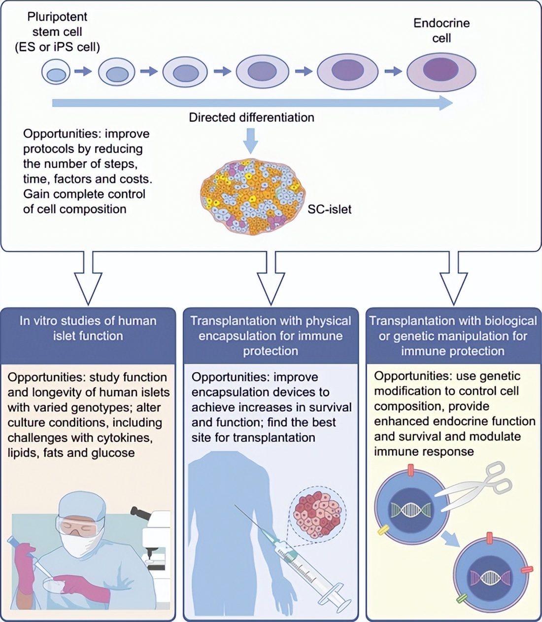 医学新突破糖尿病,干细胞医疗重大突破