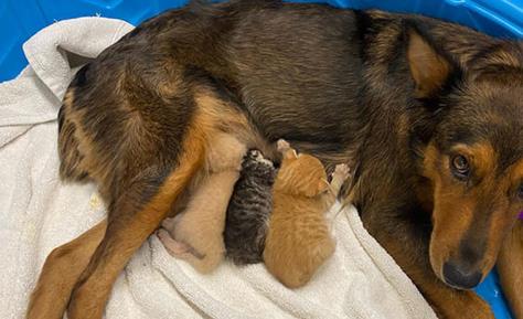 宠物狗胎死腹中怎么办,狗宝宝早产怎么救