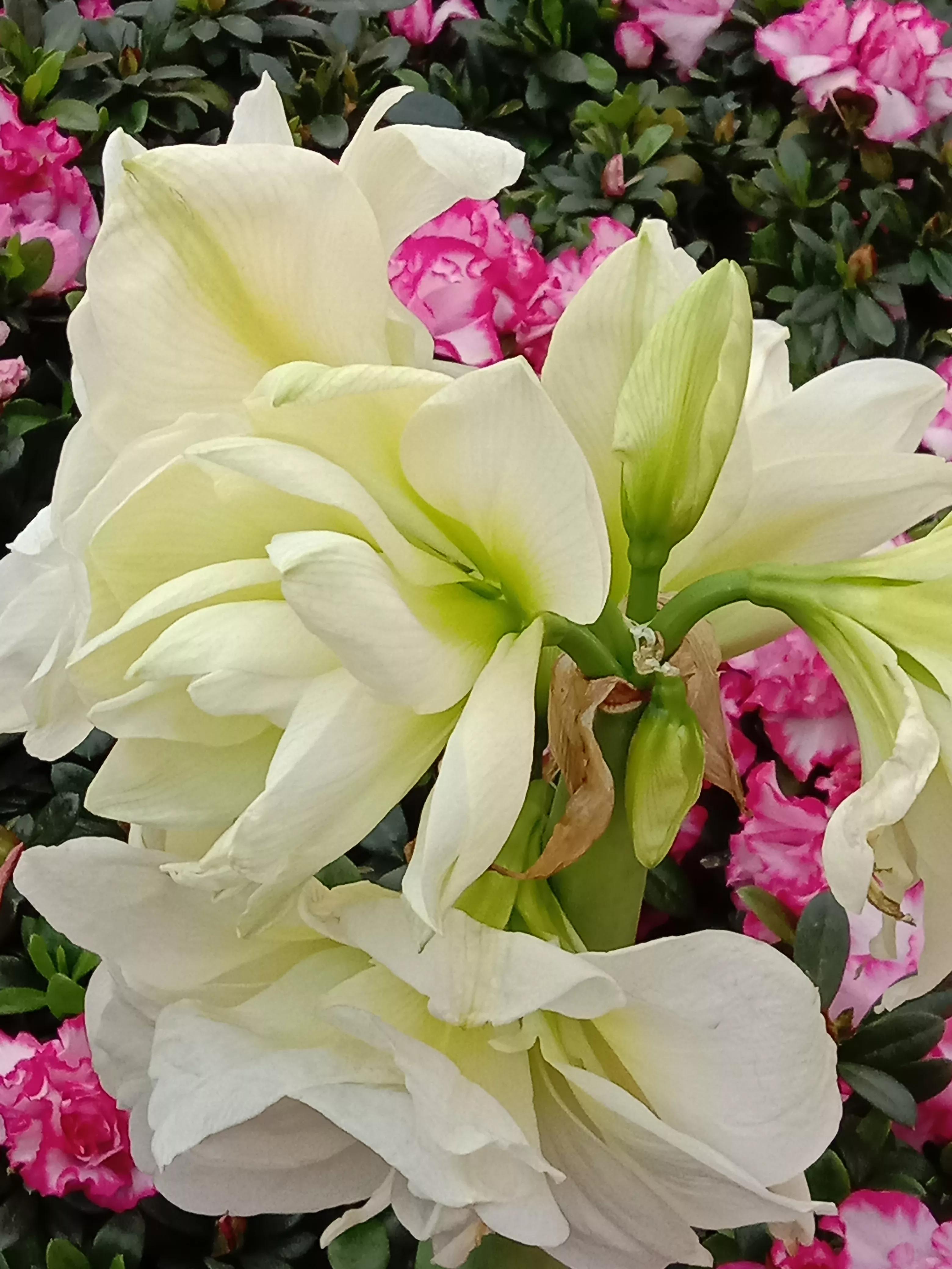 花开花香浓郁,花开花香粤语