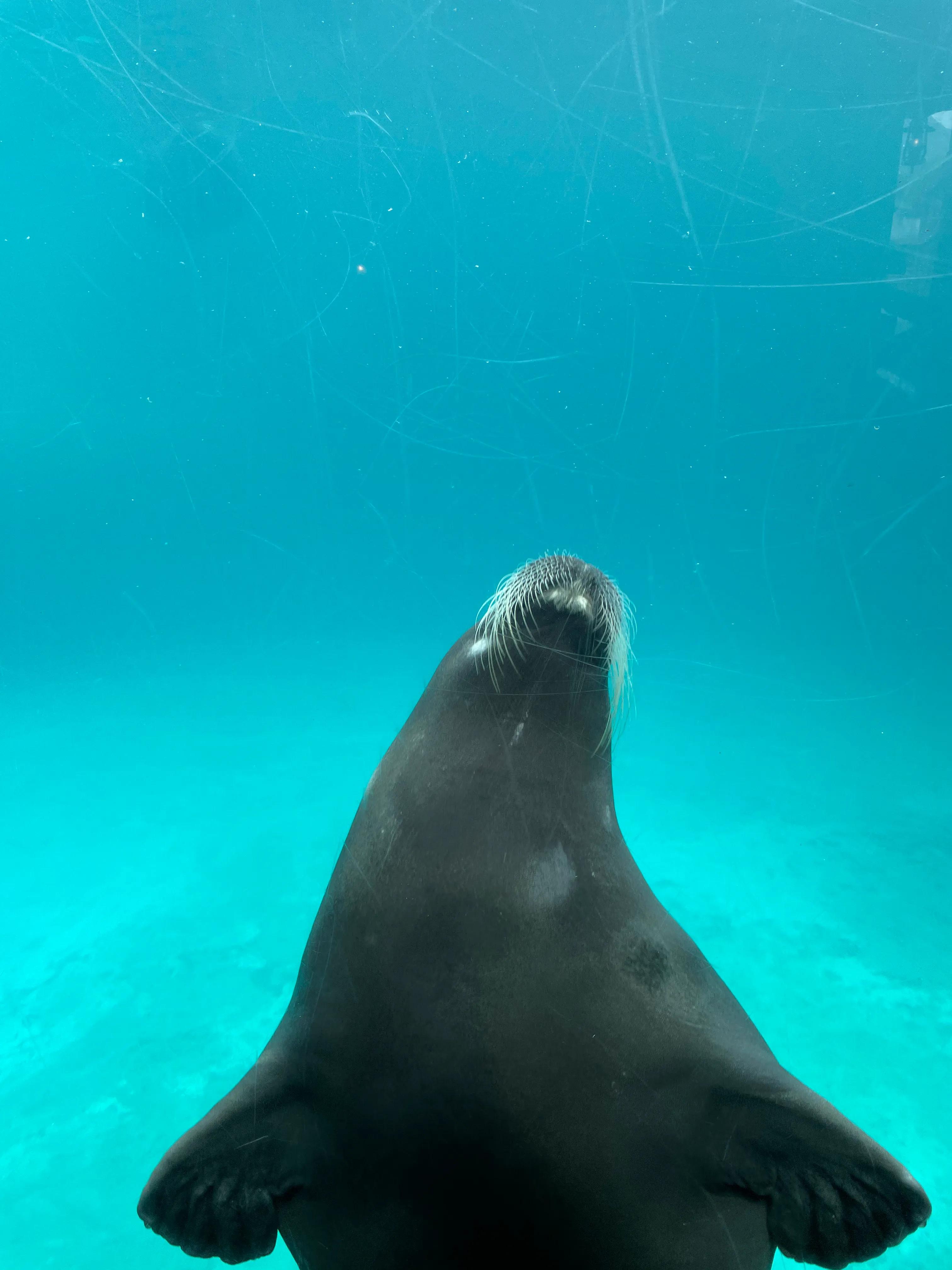 珠海长隆欢乐世界和野生动物园,长隆动物园和珠海海洋王国哪个好