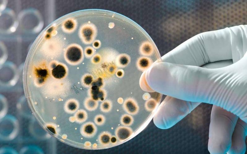 如何增加黄豆酱的酱香味,如何让黄豆酱细腻变鲜