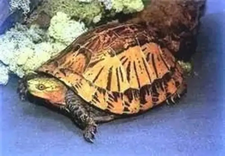 黄缘盒龟的人工饲养方法,黄额盒龟几级保护动物