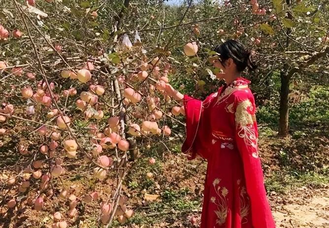 古代苹果叫什么名字,古代把苹果叫什么名字