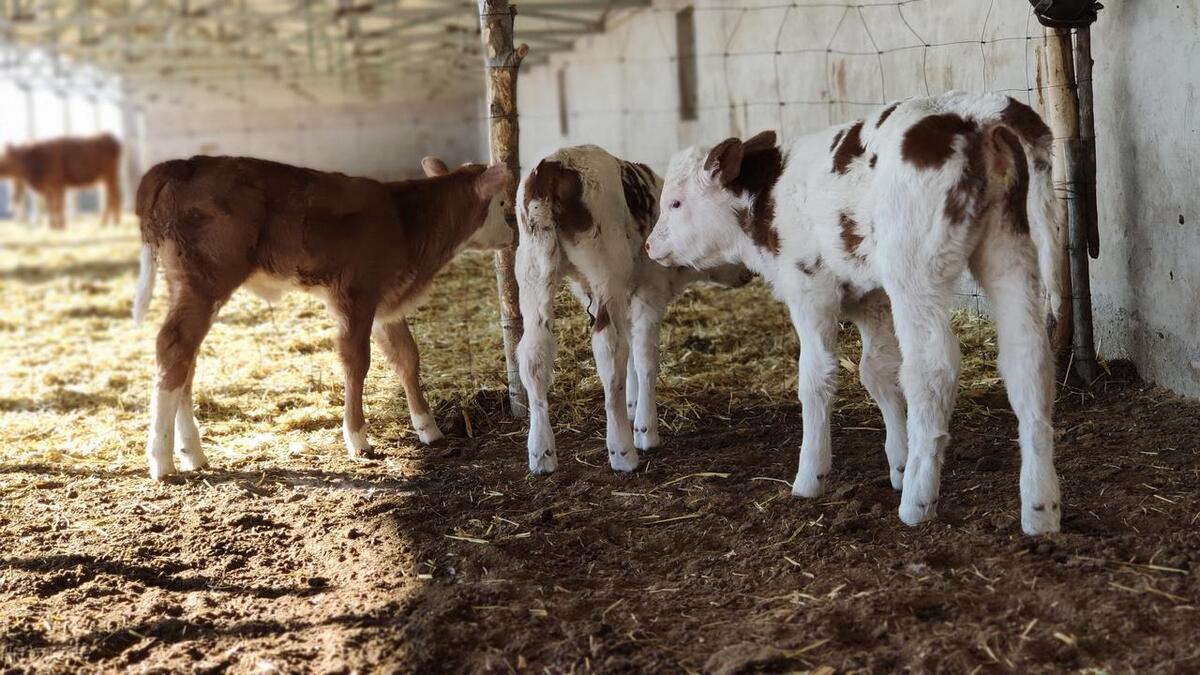 游牧业的生态与社会影响:跨学科综述与分析