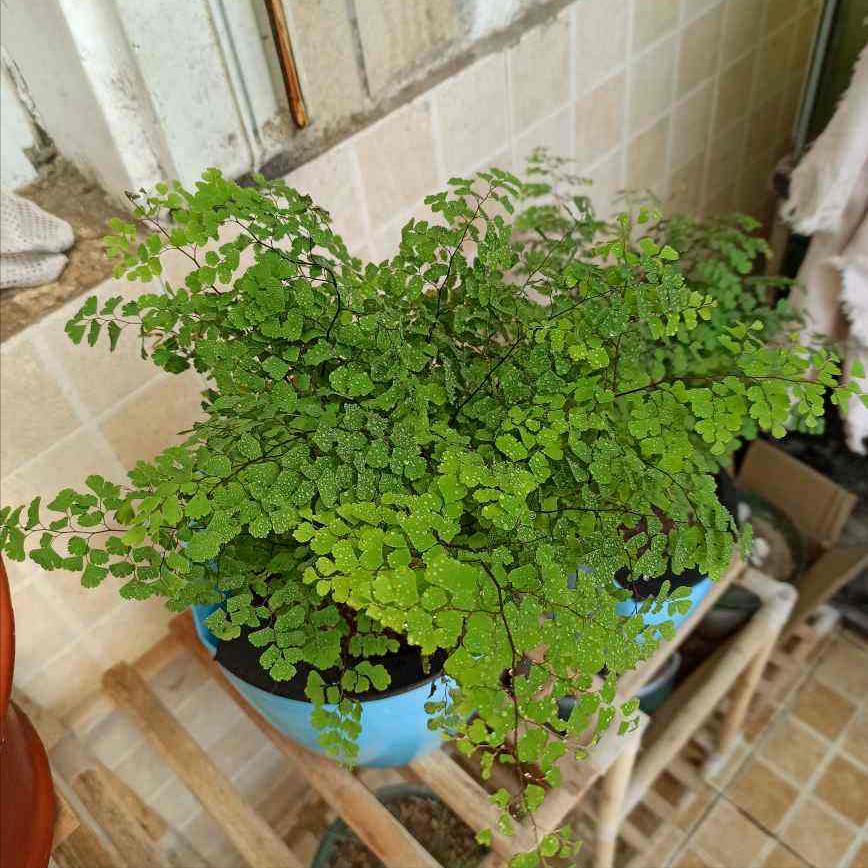 厕所除臭空气清新香氛,厕所吸味盆栽