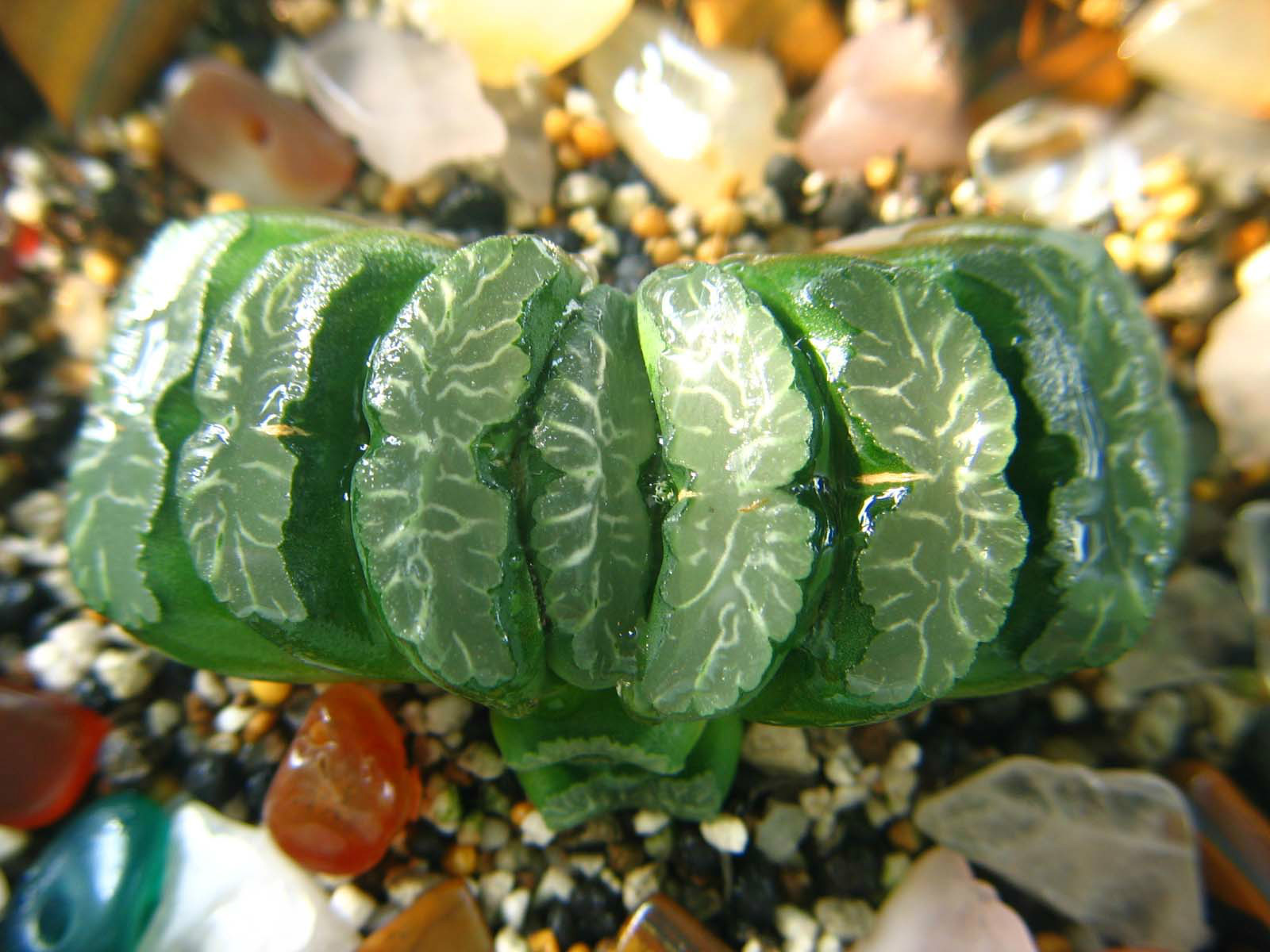 家里阳光充足适合养什么花,家里阳光少怎么养花