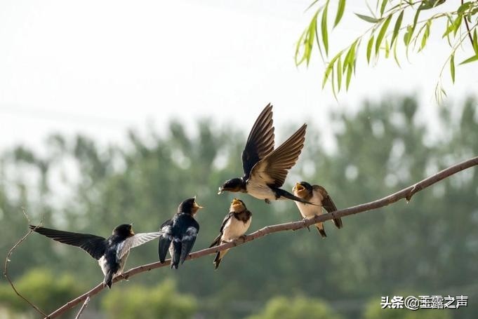 杜甫关于燕子诗有哪些,燕子最好的七首诗