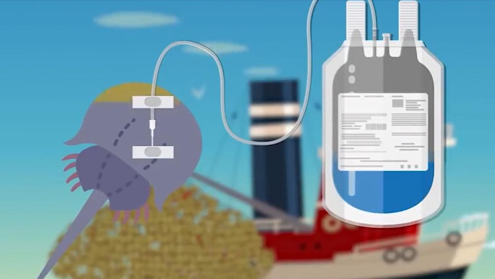 盘点十种神奇动物的价格,盘点五种有巨毒的生物