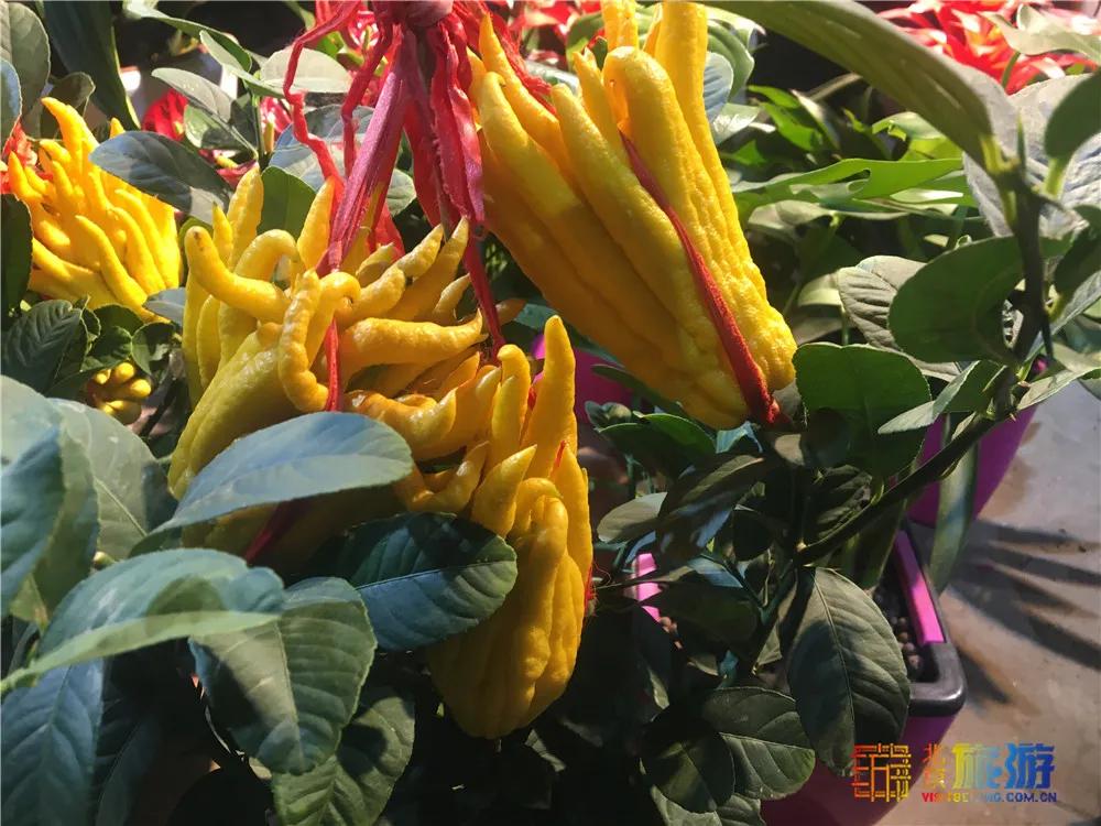 京南永清花卉批发市场,京南花卉批发市场