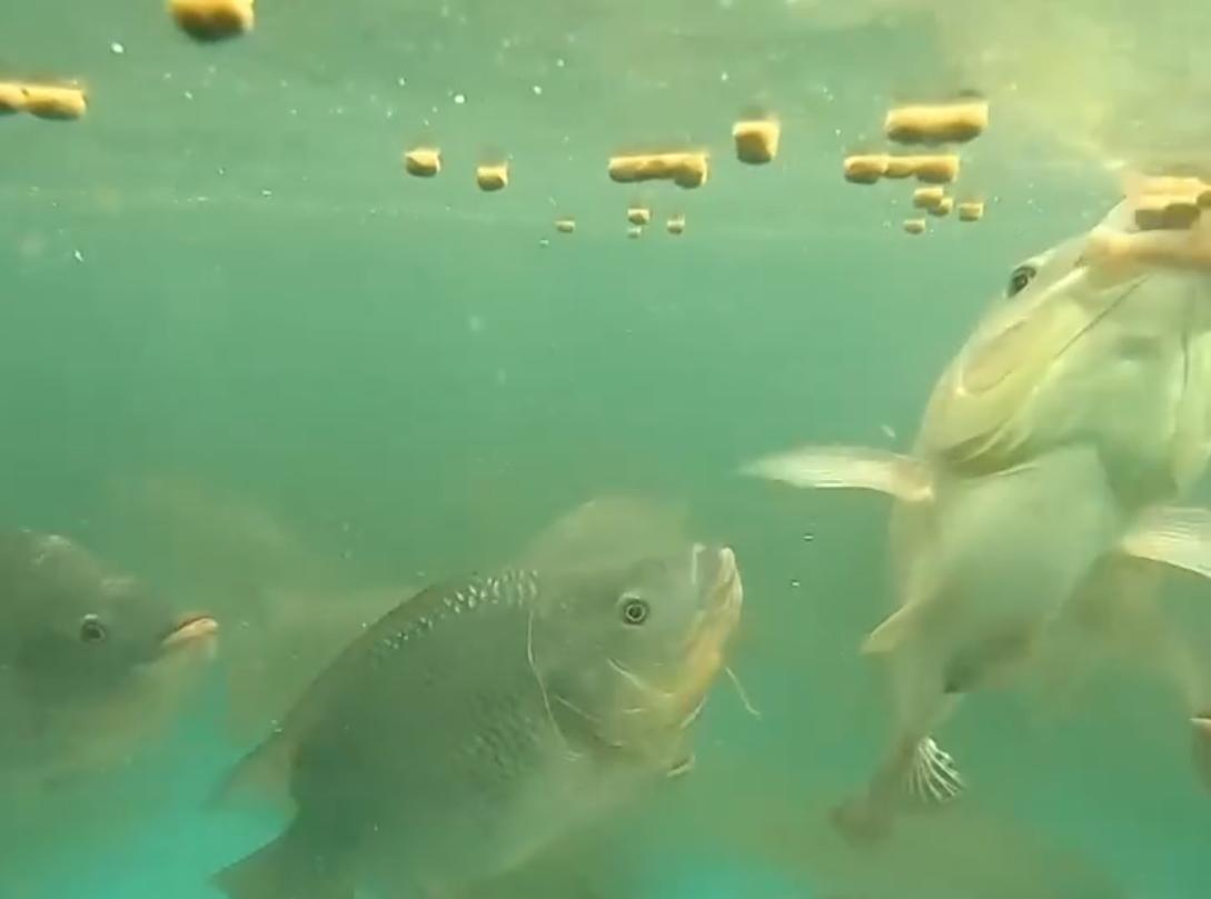 养殖罗非鱼一年赚500万,凤台县大棚养殖罗非鱼