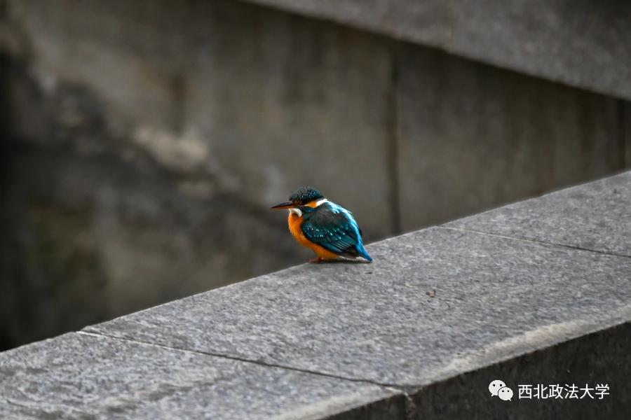 西法大到底是什么,西法大是什么意思网络用语