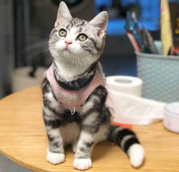 这几种猫千万要养,哪种猫最好养寿命长