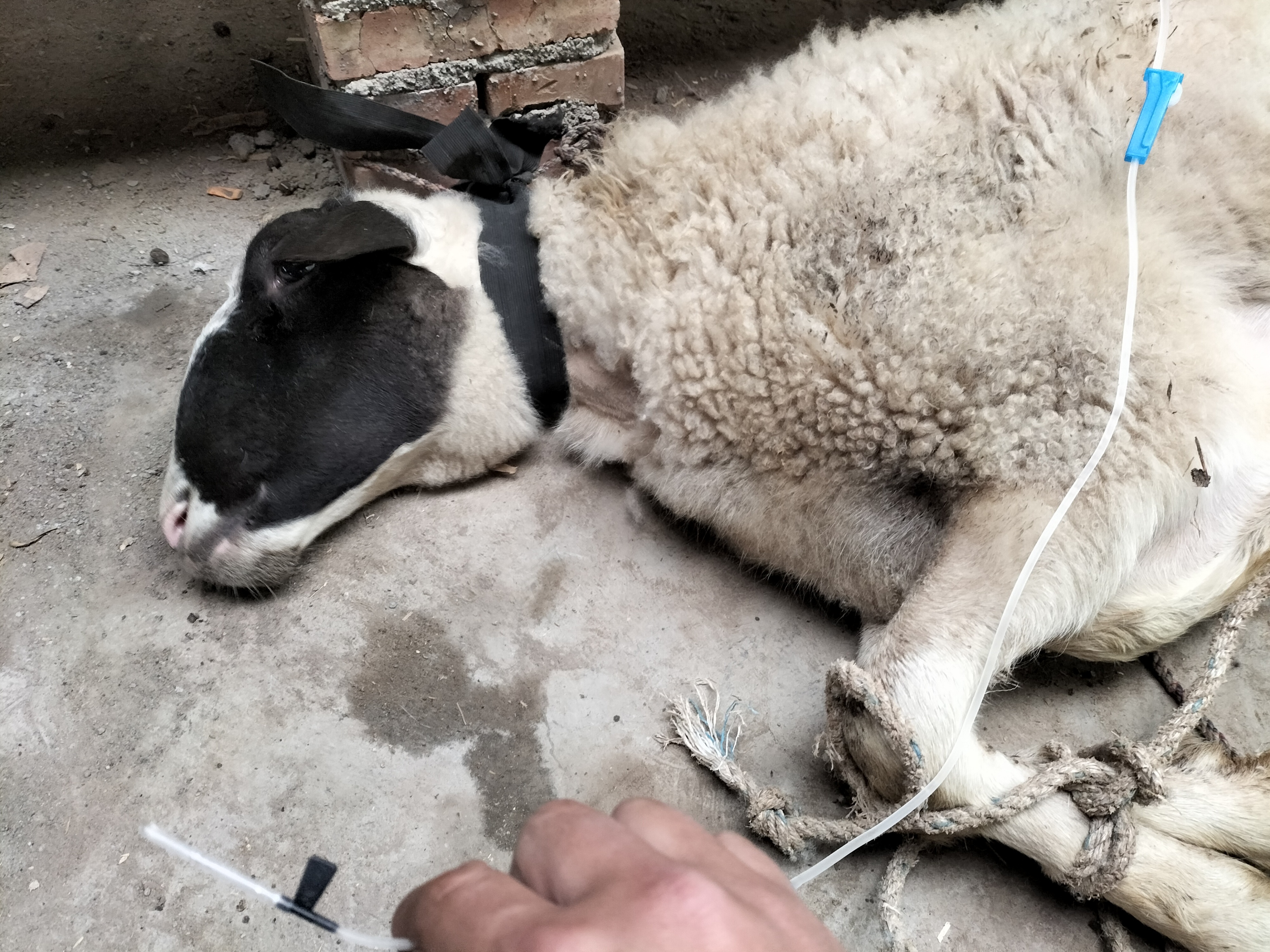 产后母羊不吃卧着不起怎么办,刚产小羊的大母羊奶水不足怎么办