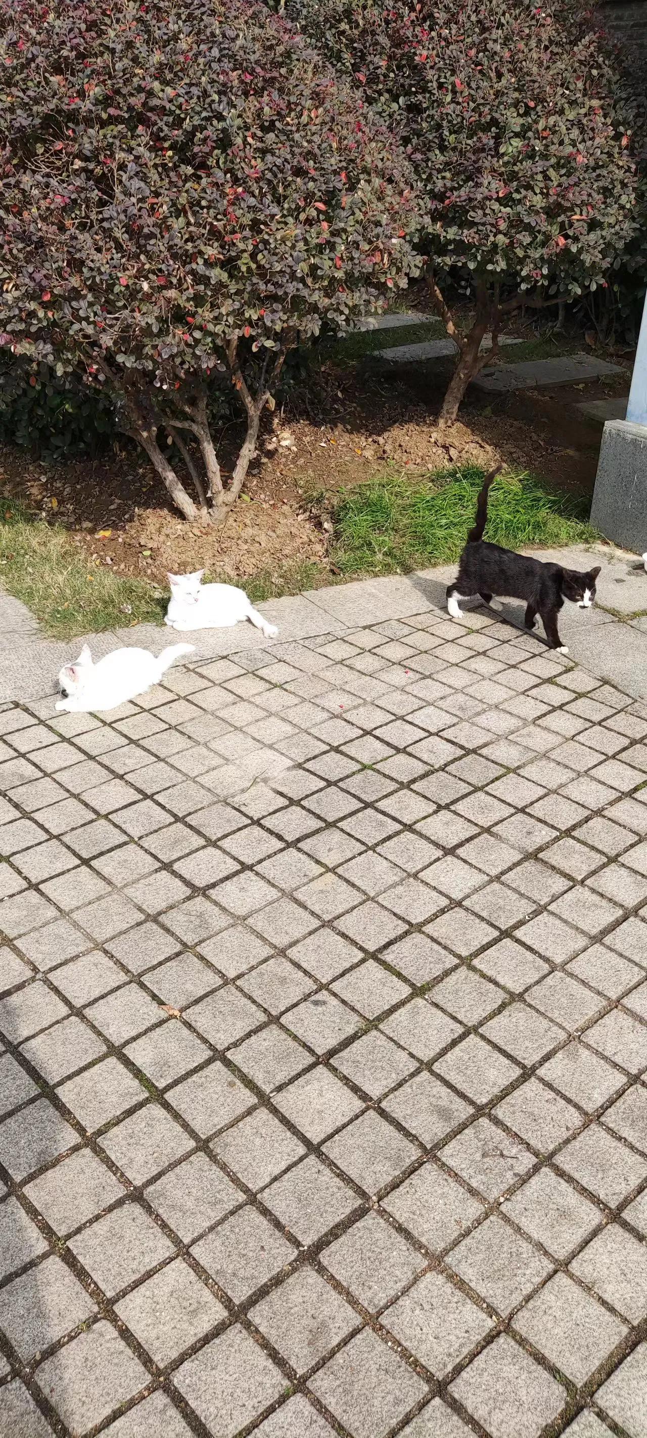 谁家的猫咪，趴在太阳底下，慵懒优雅