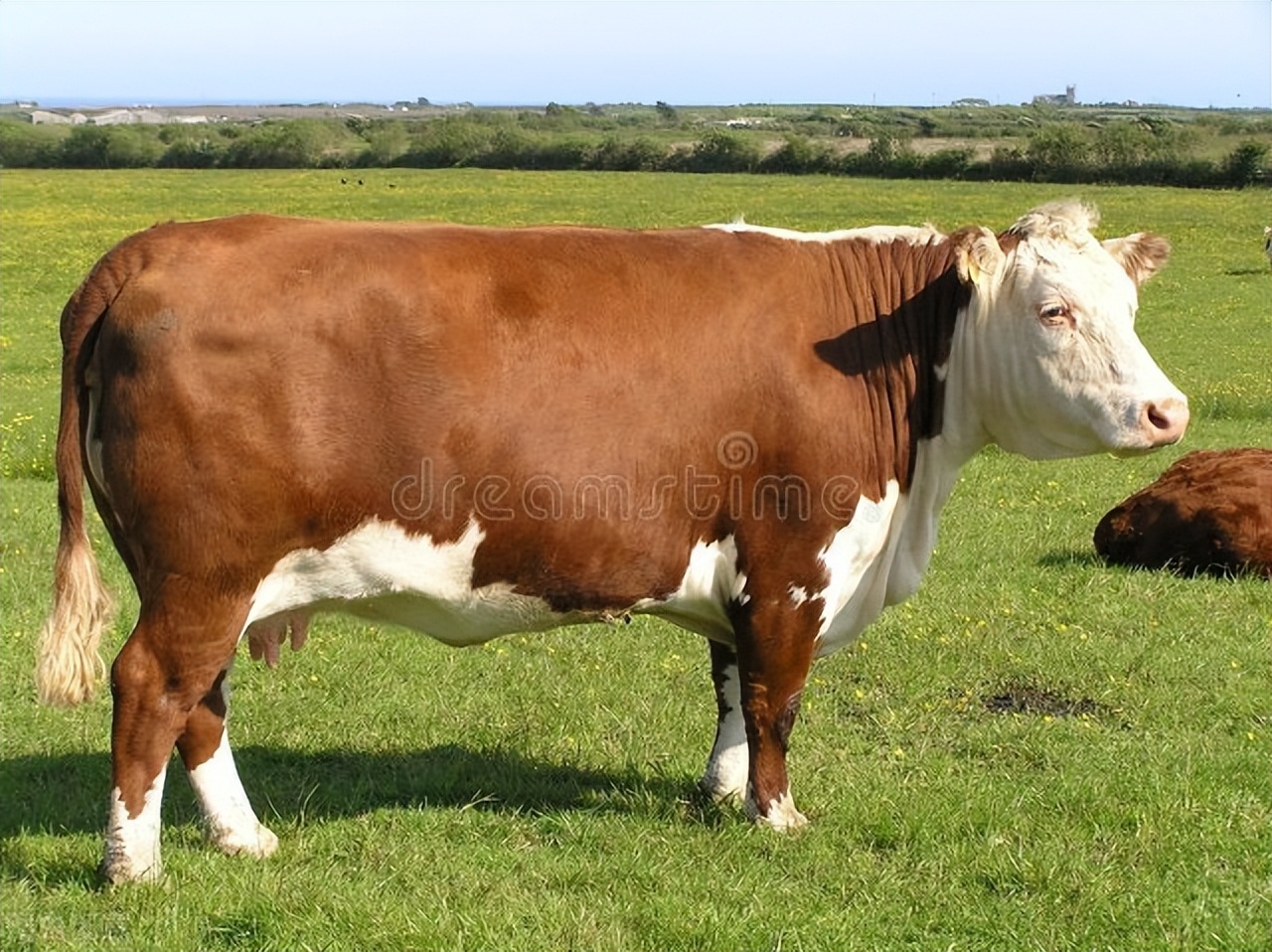 牛一次排便少怎么回事,牛一坨一坨的掉毛怎么回事