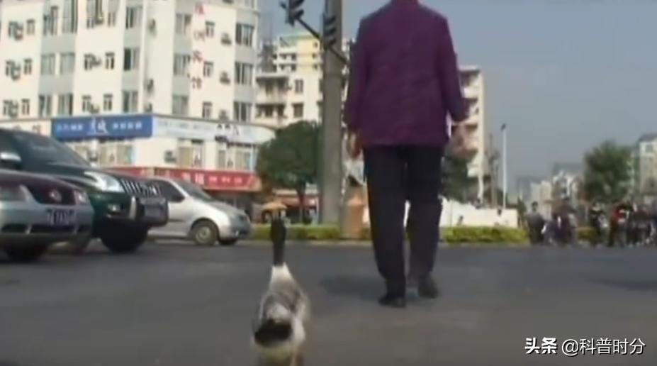 13年广西发现神奇鸭子，只给美女按摩能懂人话，禁提“煲汤”二字