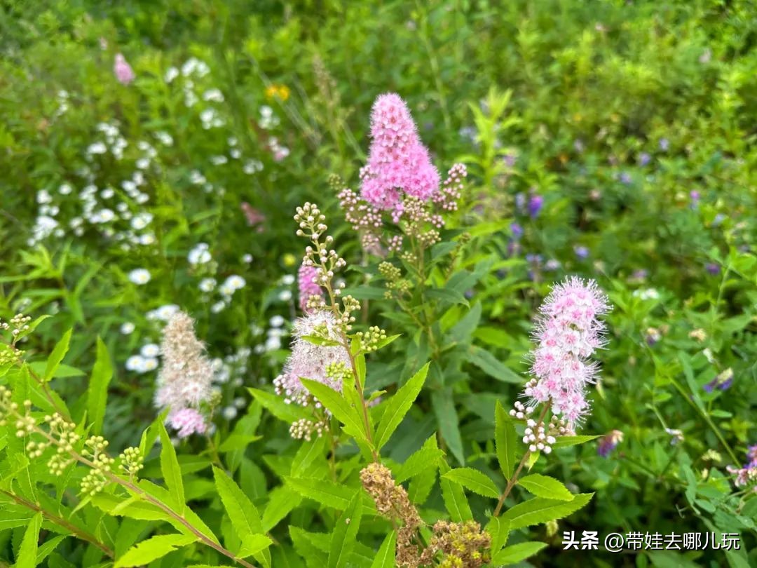 长白山二道白河旅游攻略7月游,自驾二道白河长白山旅游攻略