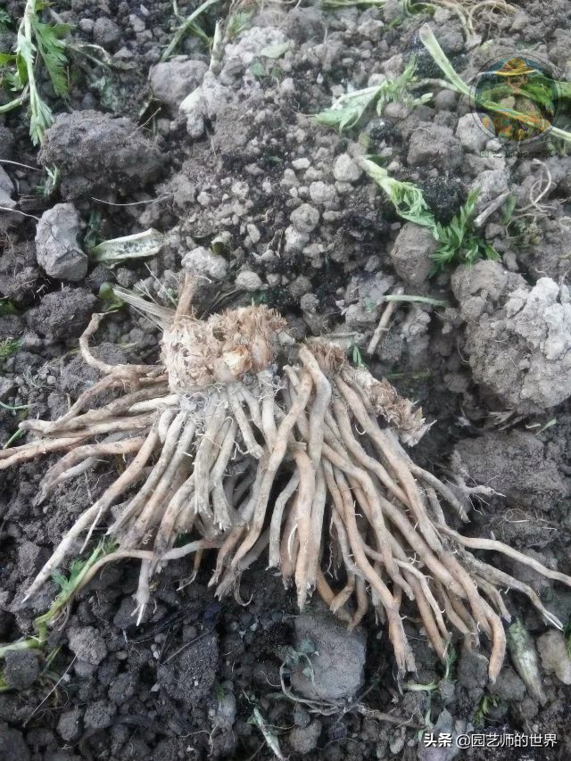 可食用景观植物案例：芦笋价值开发与育苗种植技术