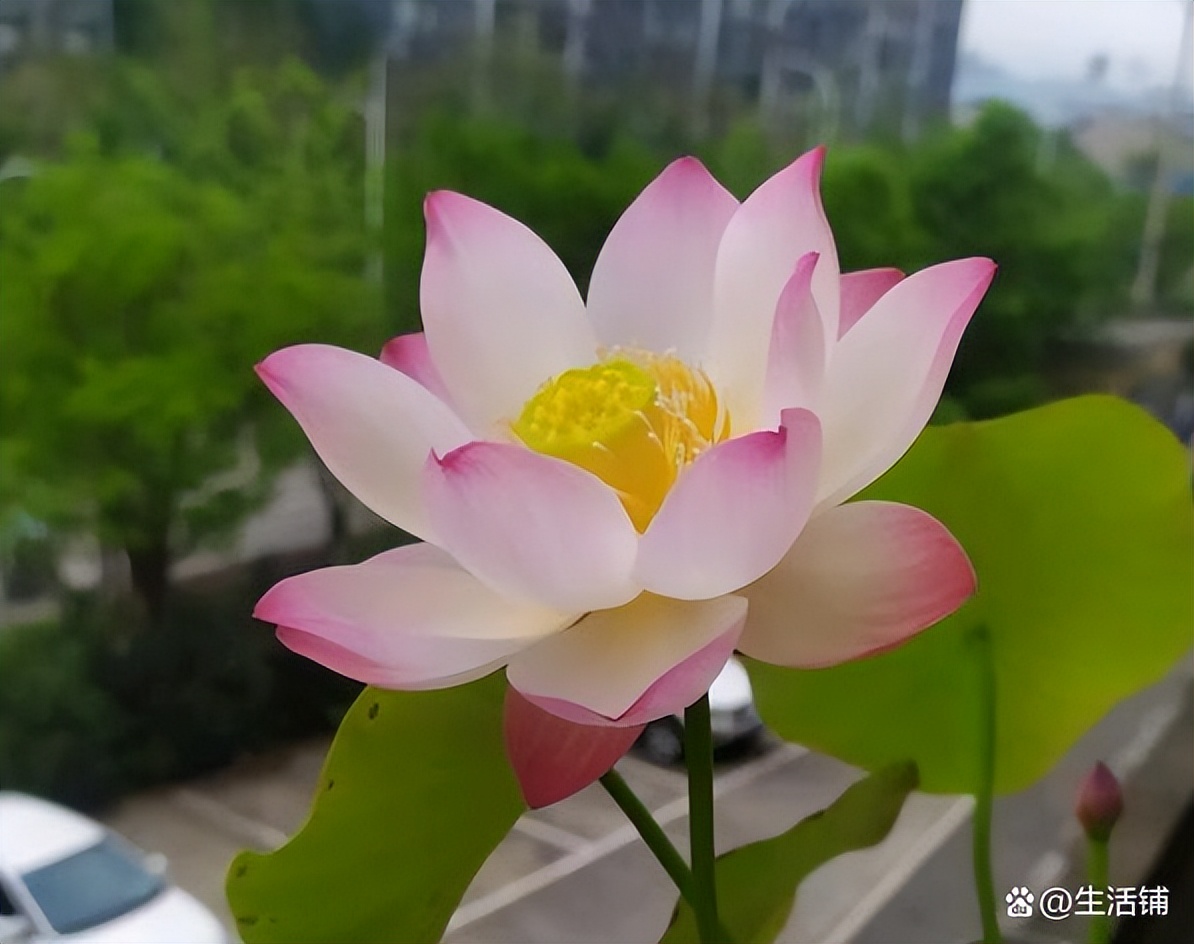 碗莲的正确栽培养殖方法,碗莲养殖方法与注意事项