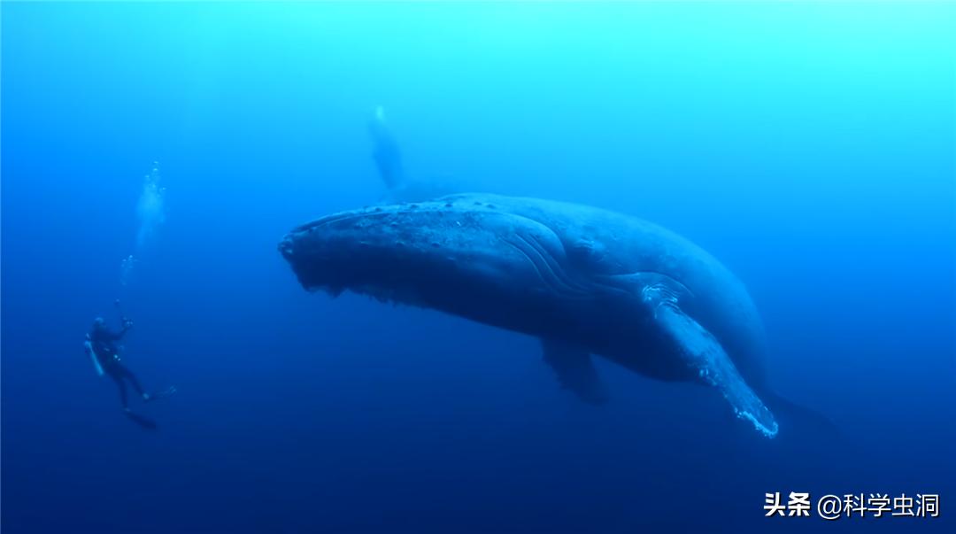 如果人在鲸鱼的肚子里该如何逃生,鲸鱼腹中逃生