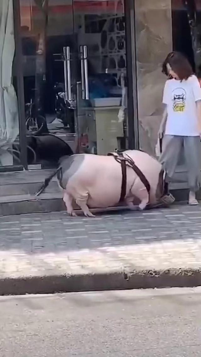 儿童养宠物猪,养的宠物猪变大