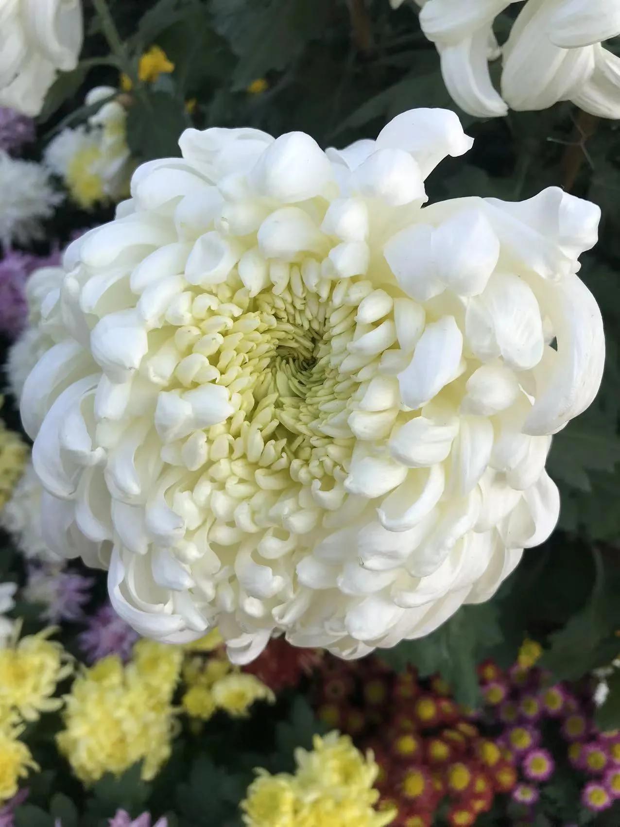 深圳东湖公园赏菊门票,观赏菊花深圳东湖公园