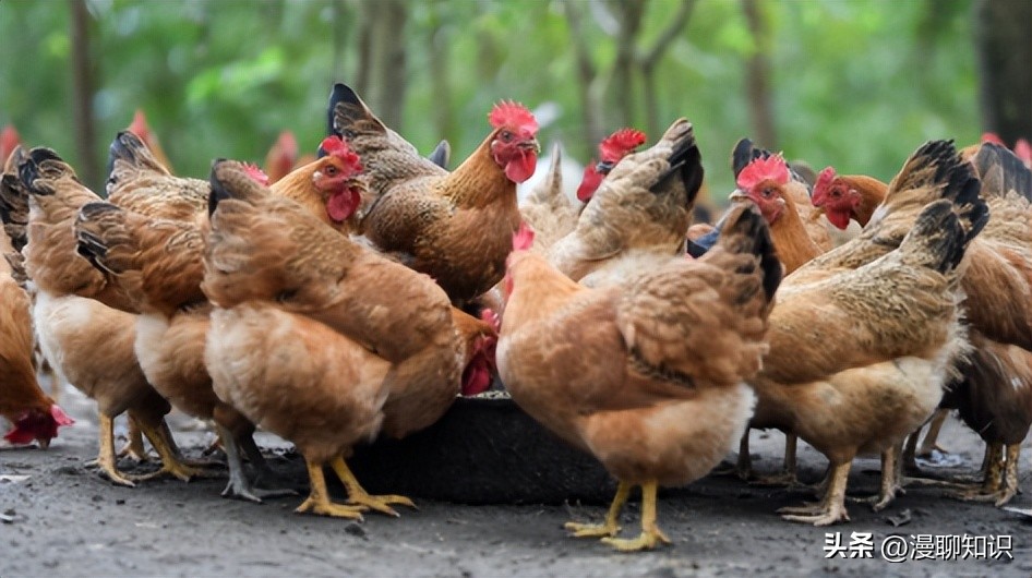 鸡沙门菌能引起鸡白痢吗,鸡白痢沙门氏菌病的研究进展