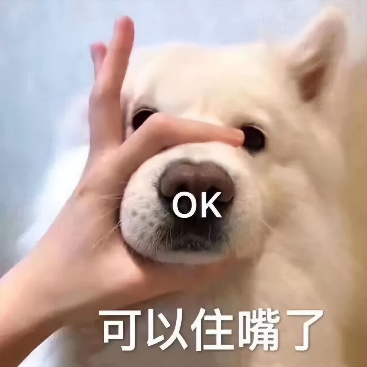 无体味不掉毛不拆家不叫的狗,体味最大的狗狗排行榜前十位