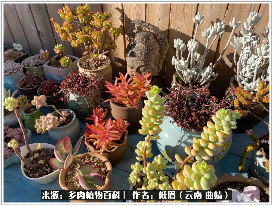 玉露多肉冬季分盆,玉露多肉怎样才能晶莹剔透