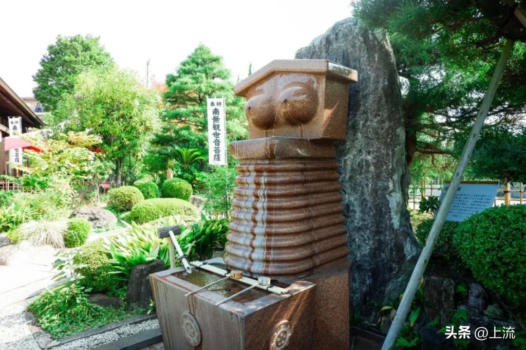 澳洲公袋鼠,澳洲的公袋鼠