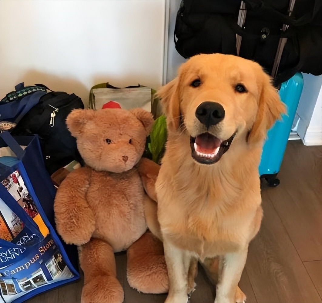 养狗首选这6种品种,养狗首选这8种猫不仅便宜还好养