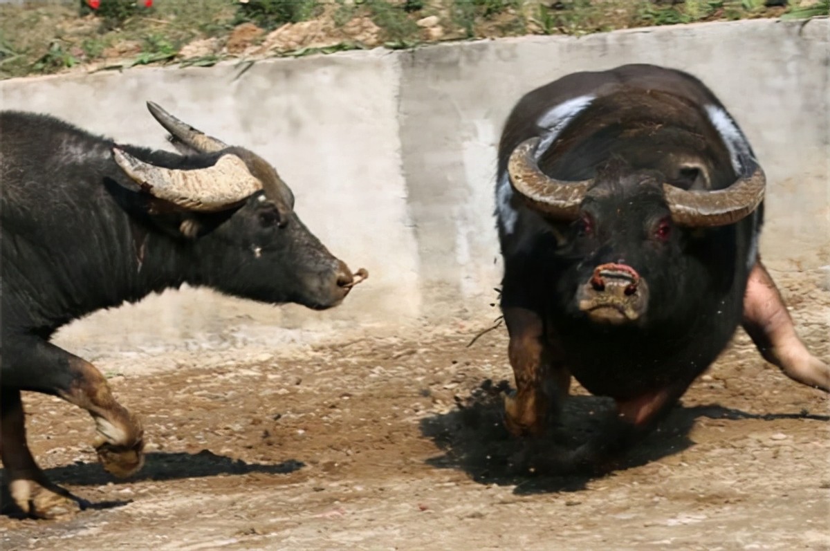 贵州牛王出战三江,牛王昆山所有视频